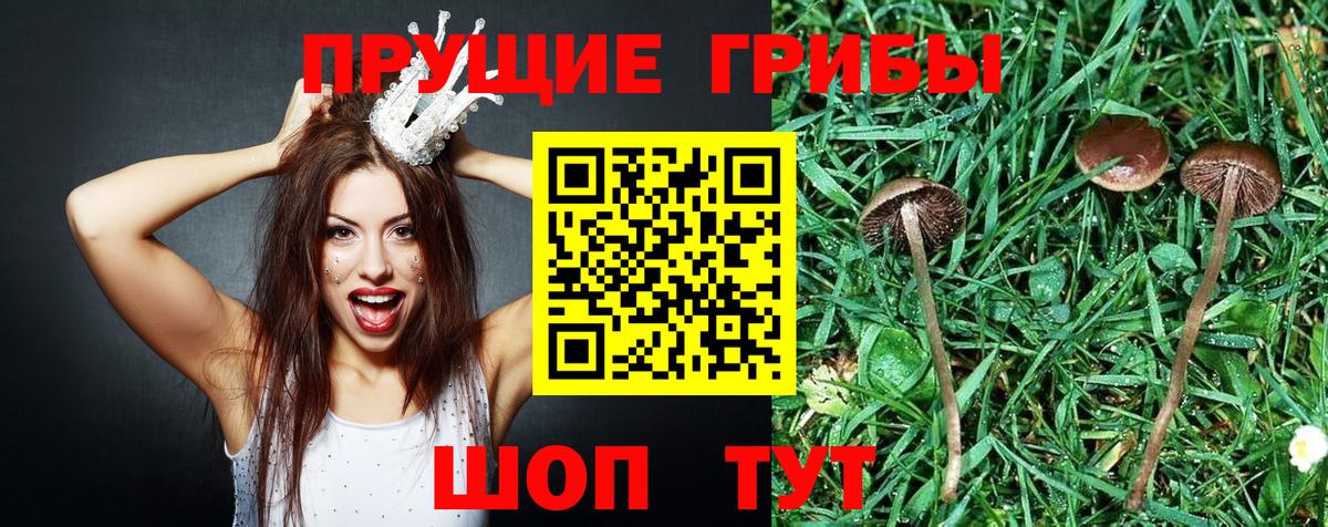 наркотики  Псилоцибиновые грибы Psilocybe  Вход с VPN  Галлюциногенные грибы мицелий  Георгиевск 